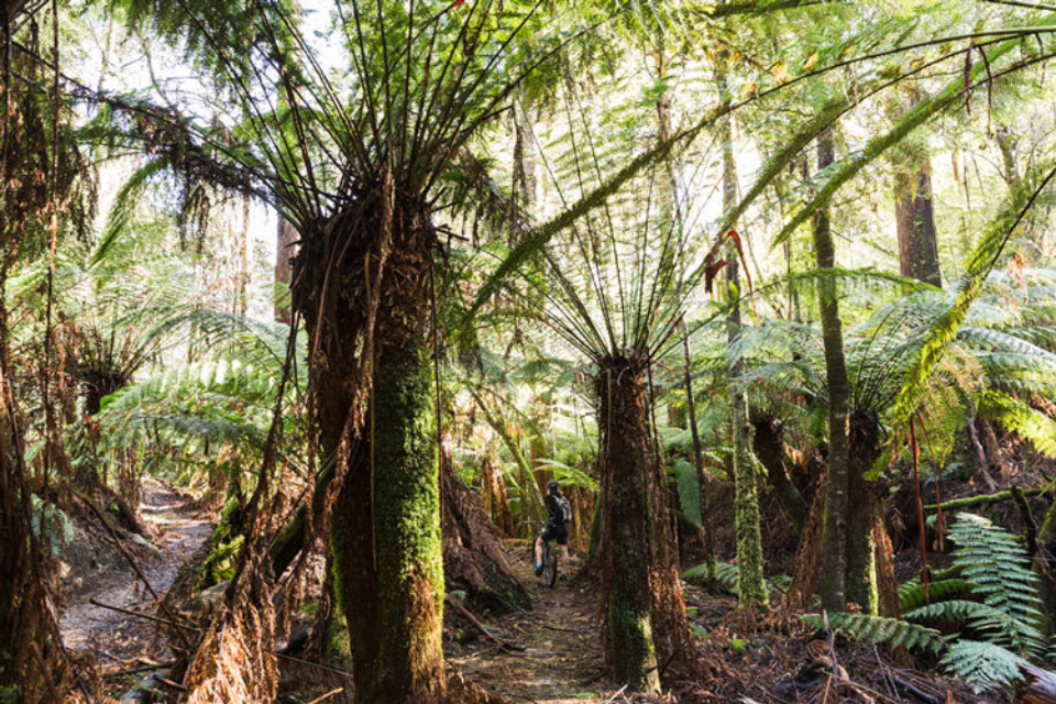 Man ferns consistently dwarf riders, making the mountain biking experience of Tasmania a special one.