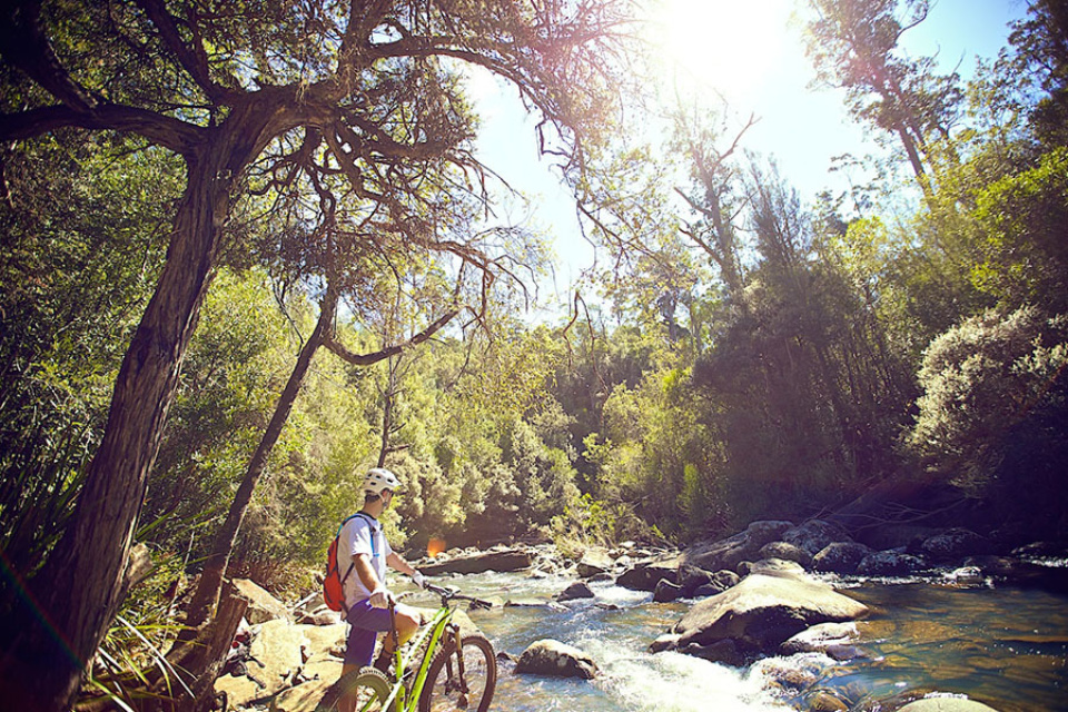 Mountain biking Tasmania: Hollybank Mountain Bike Park – Flow MTB