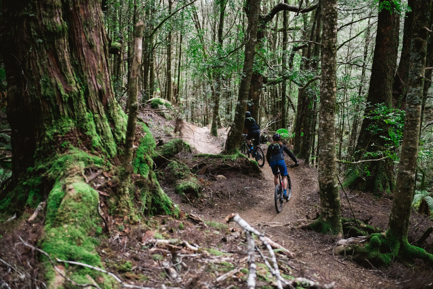 The goblin forests of the Blue Tier Trail