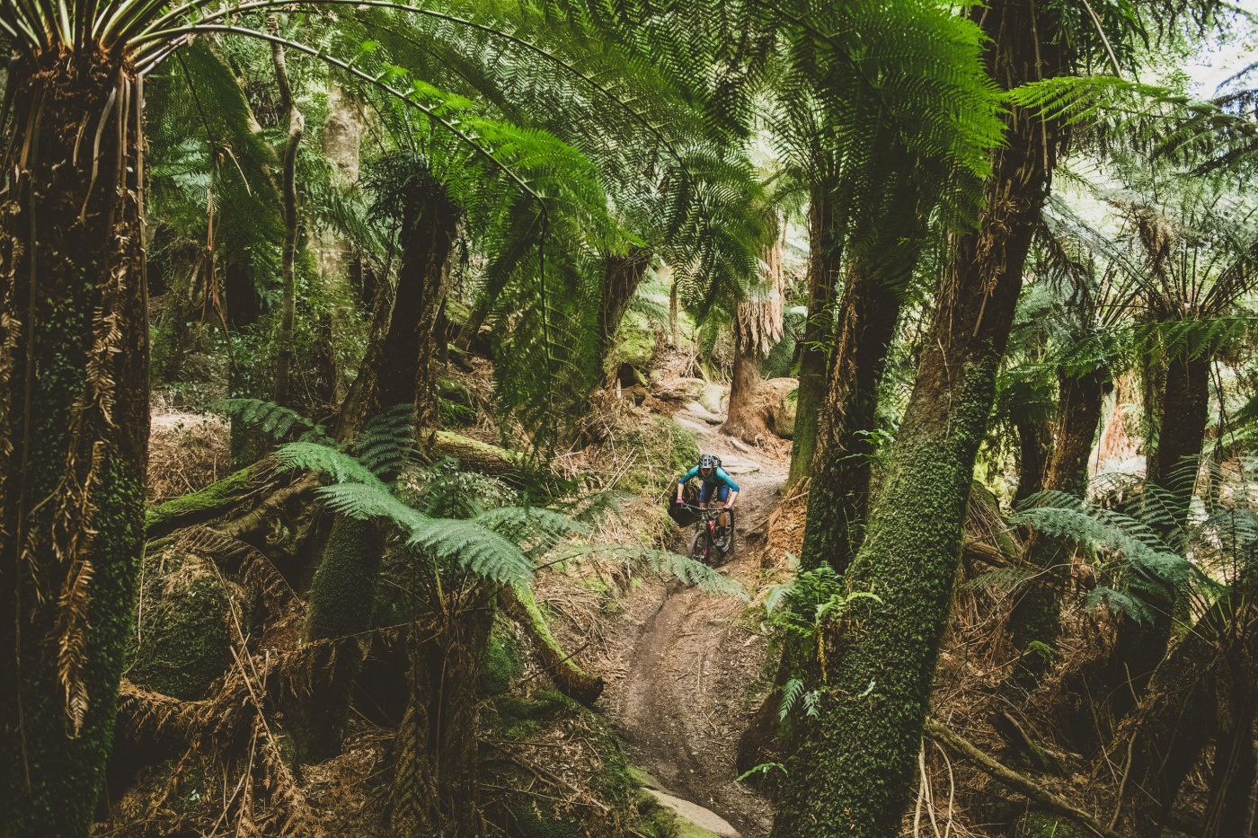 Riding through the deep Atlast trail rainforest.